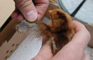 determining_sex_in_chicks-3
